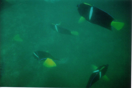 Fish at Los Arcos, Mexico