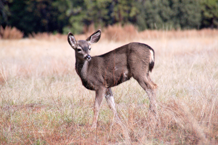 Deer grazing in Yosemite National Park