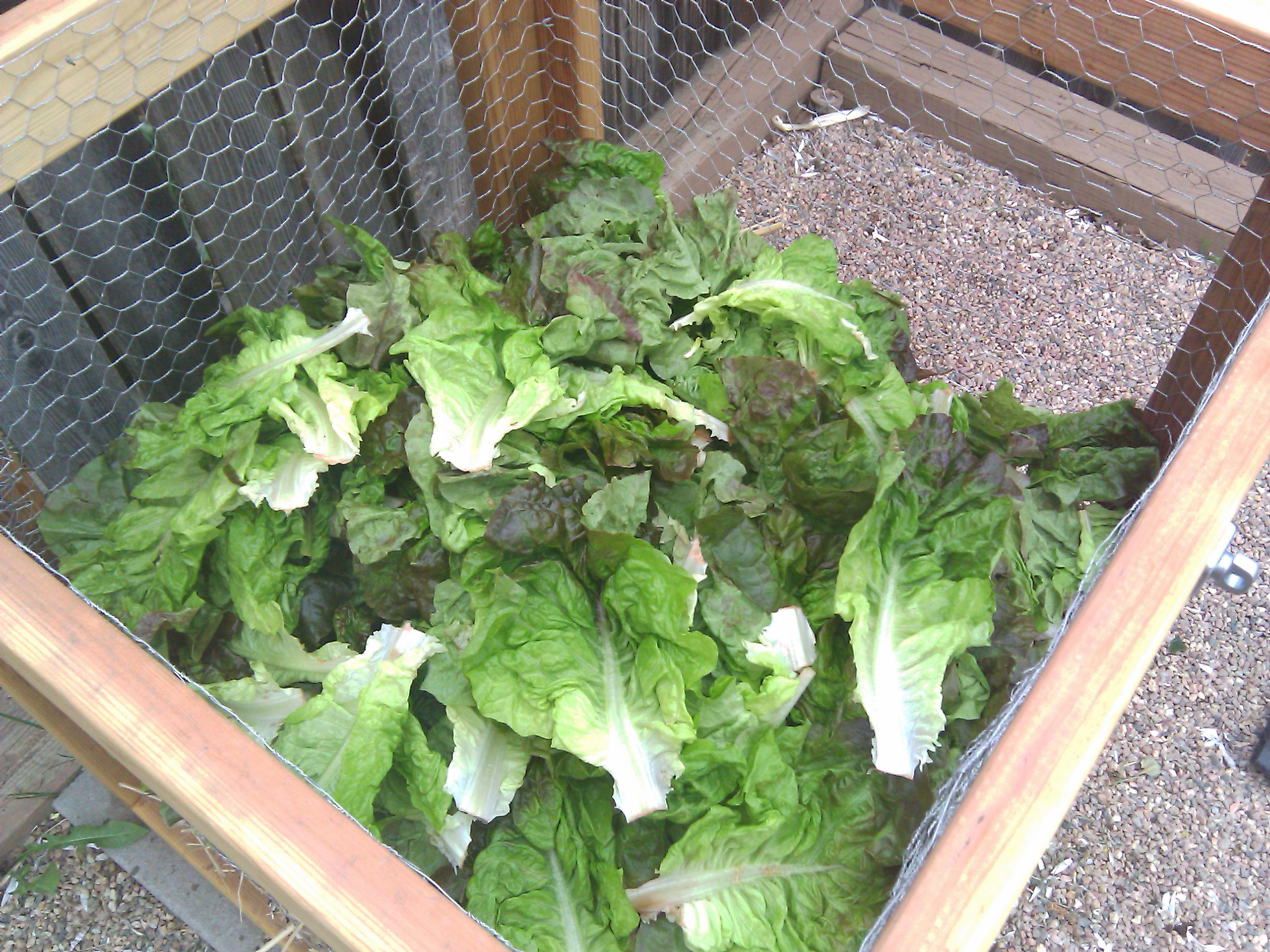 Lettuce waste from local market bound for compost or garbage
