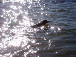 Oscar swimming in the Florida Keys