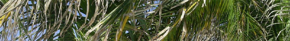 MaineLife.Net header image 3